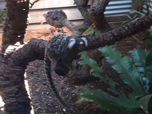 Symbio Wildlife Park - Thursday 15th October, 2020 Image -5f8d03bf2b508